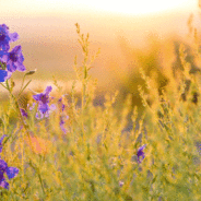 Ladies’ Spring Fling